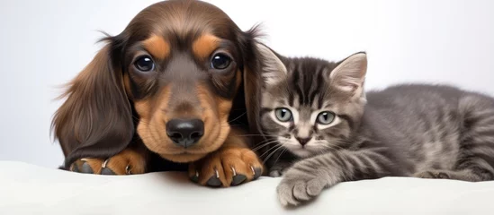 Tuinposter Fluffy dachshund puppy and cute tabby kitten With copyspace for text © 2rogan