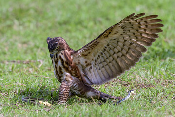 Crested goshawk catch prey