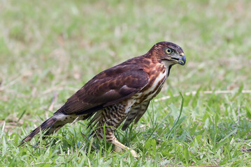 Crested goshawk catch prey