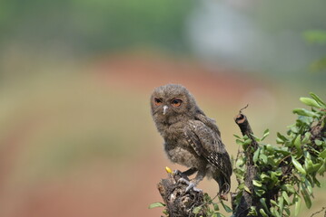 Close-up photo of a Eurasian scoop owl