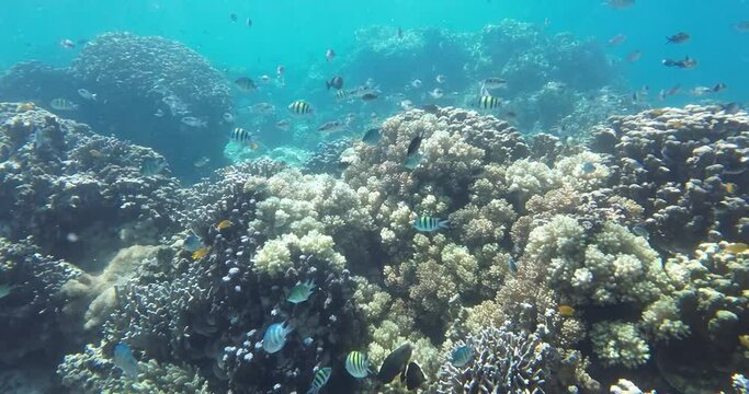 Menjangan island bali very beautiful, best for snorkeling and diving also, and only this one island in bali without population, west bali national park location