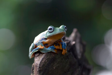 Black-webbed tree frog on a tree trunk
