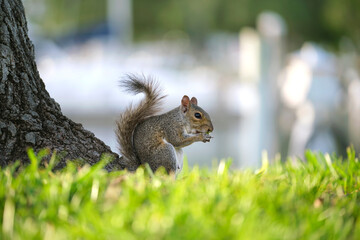 Beautiful wild gray squirrel in summer town park