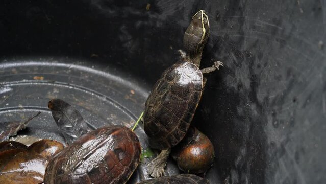 Amazing beautiful shot of turtle animals catching at farm garden , high quality photo of full frame camera.