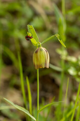 Pontic fritillary (Fritillaria pontica) in natural habitat