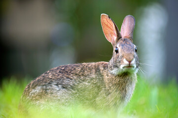 Grey small hare eating grass on summer field. Wild rabbit in nature