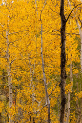 Beautiful Utah mountains in fall