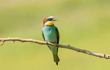 Common Bee-eater is one of the most beautiful bird in Europe