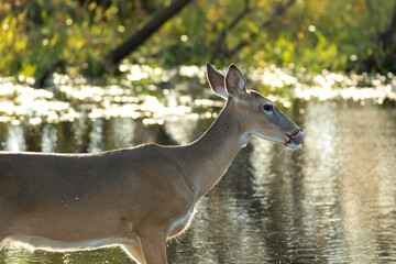 Key Deer in natural habitat in Florida state park