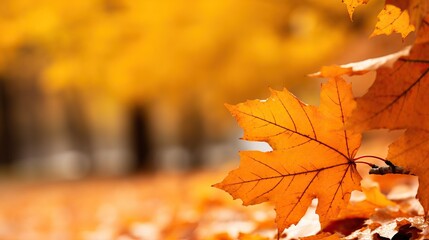 Naklejka na ściany i meble Autumn maple leaves on a blurred background.