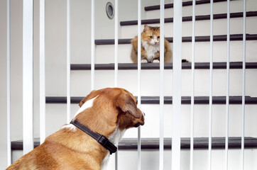 Cat and dog introduction through pet gate barrier. Face to face meeting of cute puppy dog looking at cat behind baby gate sitting on stairs. Harrier dog and fluffy calico cat. Selective focus on dog. - obrazy, fototapety, plakaty