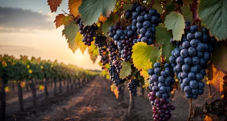 Fototapete Weinberg Blue grapes in vineyard