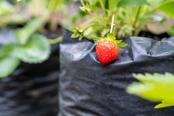 Small Strawberry in Garden