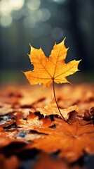 Minimalist Autumn Scenery: Captivating Vistas with Maple Leaves, Photography Style, and Depth of Field