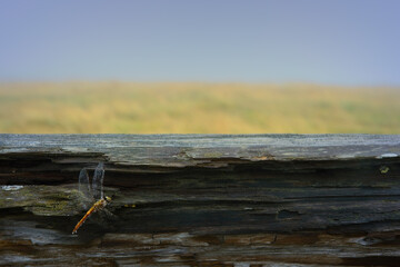 霧で濡れたトンボ