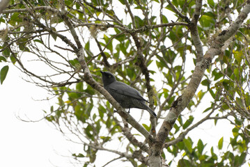Yellow-eyed Cuckoo-shrike