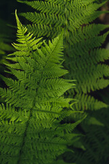 Fototapeta na wymiar Beautiful fern leaves green foliage natural floral pattern fern background. Wallpaper of forest trees greenery copy space. Sunlight 