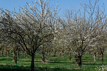 Arbres fruitiers en fleurs 