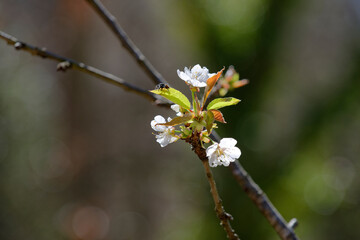 Gros plan sur les fleurs d'arbre fruitier en fleurs 