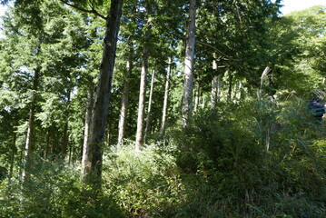 Mt. Tonodake is the highest peak along the Omote Ridge  that runs between Mt. Oyama and Nabewari Ridge . It has easy access, being about 80 minutes to Shibusawa Station from both Shinjuku and Tokyo.