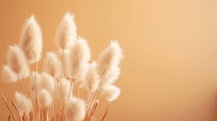 Dry fluffy bunny tails grass