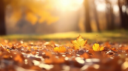 Beautiful bokeh autumn background, Abstract background of autumn leaves in the rays of sunlight in the autumn, close-up of a macro. A picturesque colorful artistic image with a soft focus.