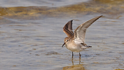 White-rumped Sandpiper