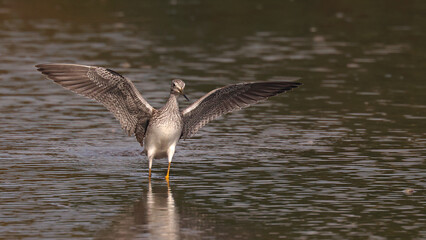 Greater Yellowlegs