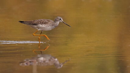 Greater Yellowlegs