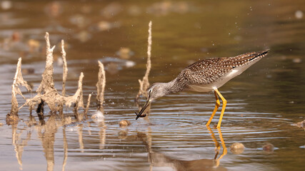 Greater Yellowlegs