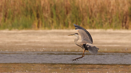 Great Blue Heron