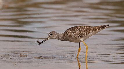 Greater Yellowlegs