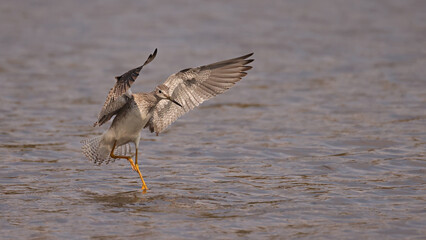 Greater Yellowlegs