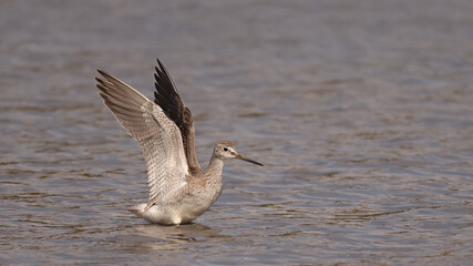 Greater Yellowlegs