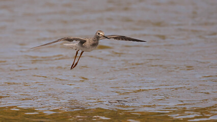 Greater Yellowlegs