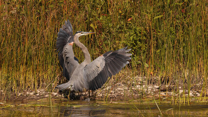 Great Blue Heron
