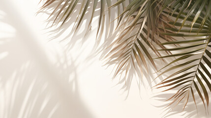 Palm leaves shadows background
