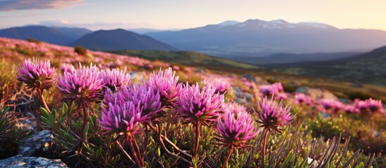 Table Mountain hosts a diverse range of native plant life known as fynbos which is unique to the Cape Floral Kingdom in South Africa With copyspace for text