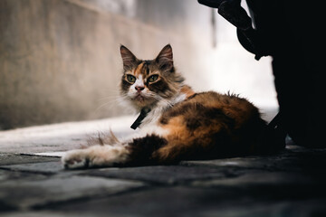A cat who lives in the village
