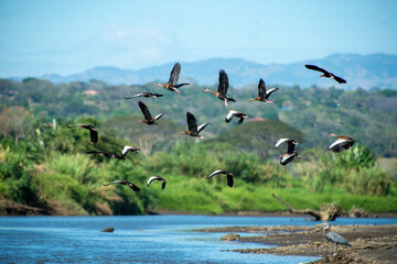 コスタリカの野鳥のいる風景（アカハシリュウキュウガモの飛翔）
