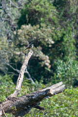Obraz premium コスタリカの野鳥のいる風景（キバラカラカラ）