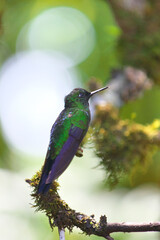 コスタリカの野鳥（ミドリボウシテリハチドリ）