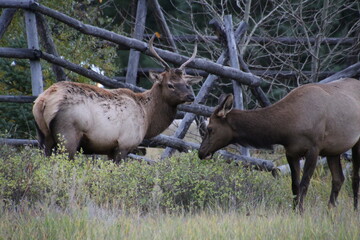 Naklejka na ściany i meble Elk In The Meadow, Jasper National Park, Alberta