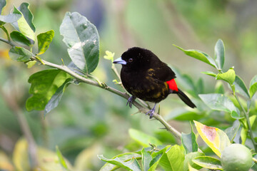 コスタリカの野鳥（コシアカフウキンチョウ）