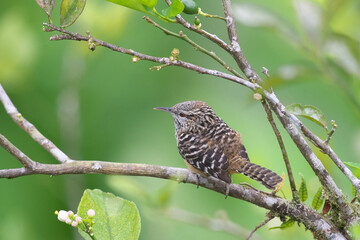 コスタリカの野鳥（キバラサボテンミソサザイ）