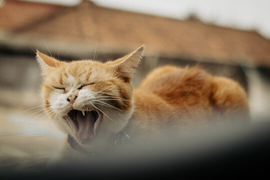 A cat sitting on the fence is yawning