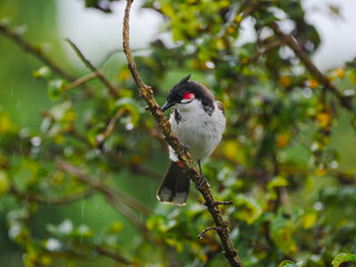 Red Whiskered Bulbul bird- Pycnonotus Jocosus - in Mauritius perching in rainy weather 