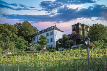 Paris, vineyards of Montmartre in autumn, touristic place
