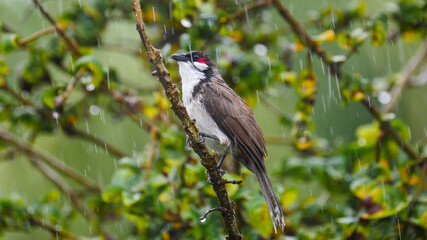 Red Whiskered Bulbul bird- Pycnonotus Jocosus - in Mauritius perching in rainy weather 