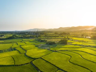 Foto op Canvas rice field in china © zhu difeng